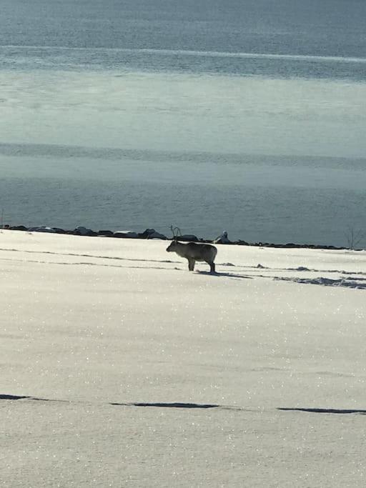 Trivelig Fritidshus Pa Arnes, Senja Straumstad 외부 사진